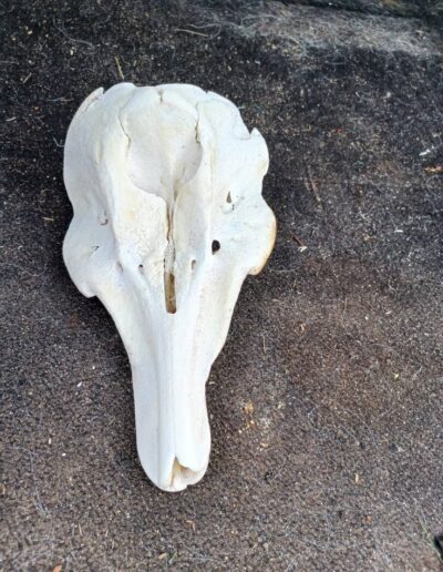 balchladich beach skull 2