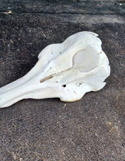 balchladich beach skull